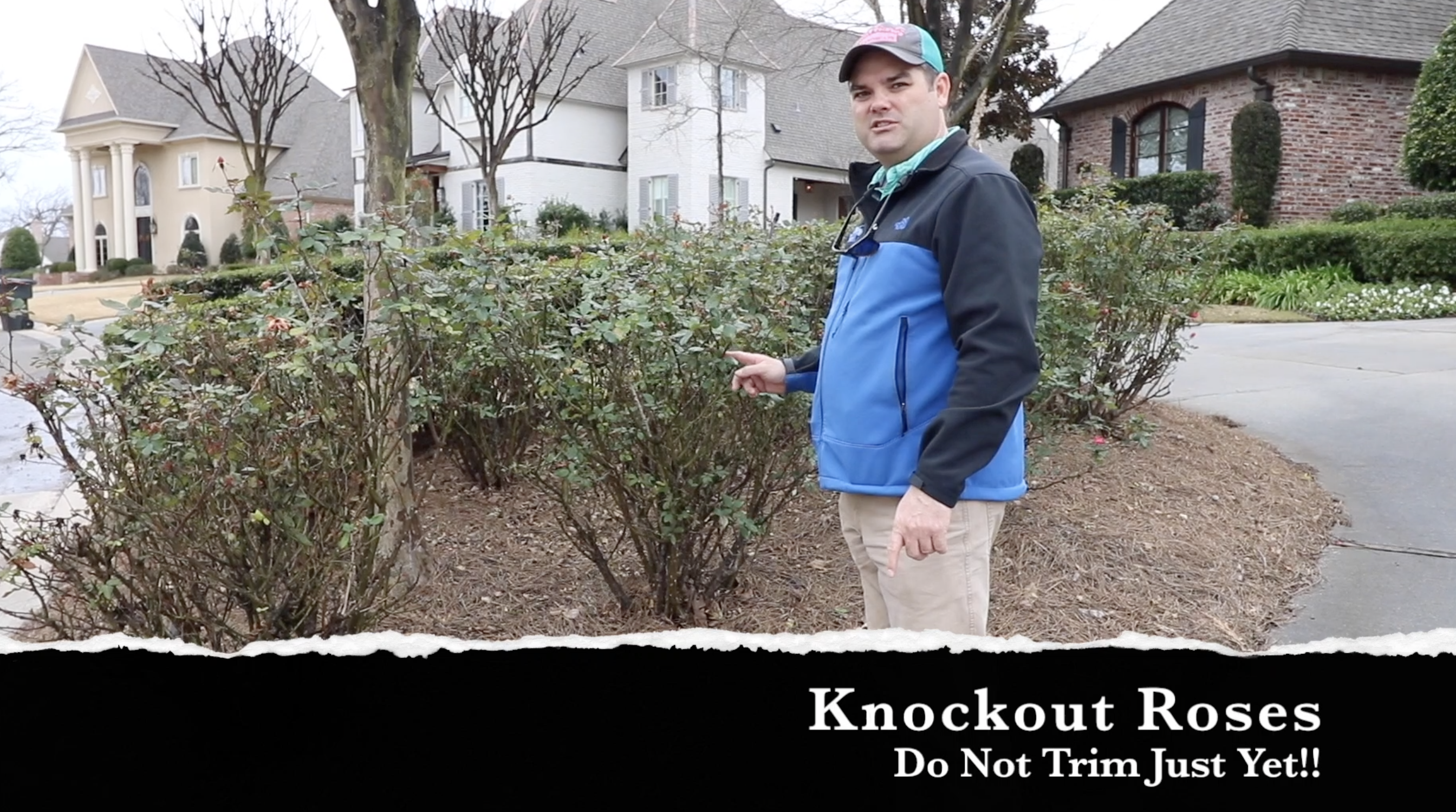 Don’t Trim Your Knockout Roses!