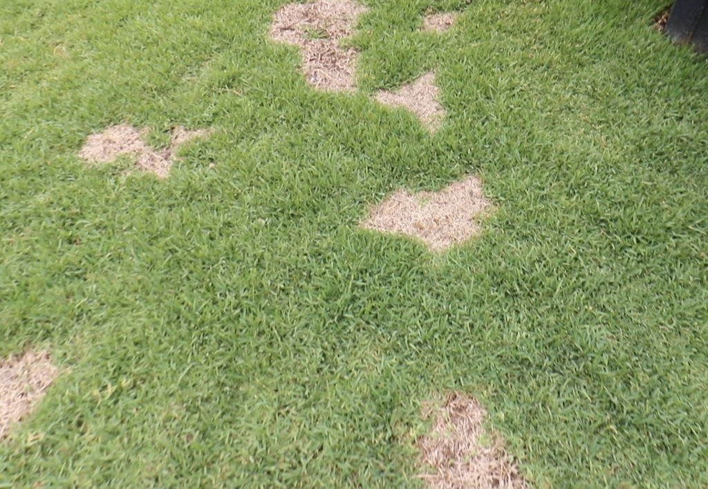 How Did Ashley Deal With Dallisgrass?