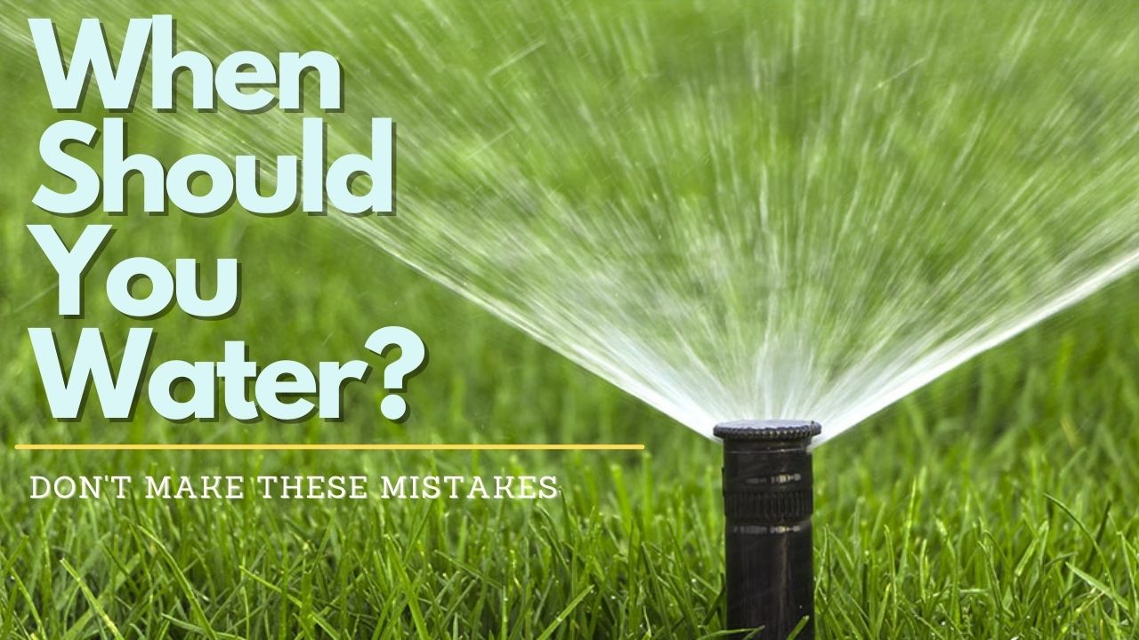 When Should You Water Your Grass?