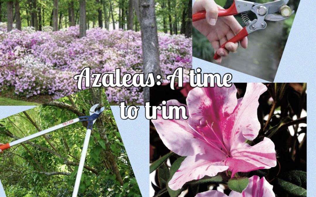 Azaleas: A Time to Trim