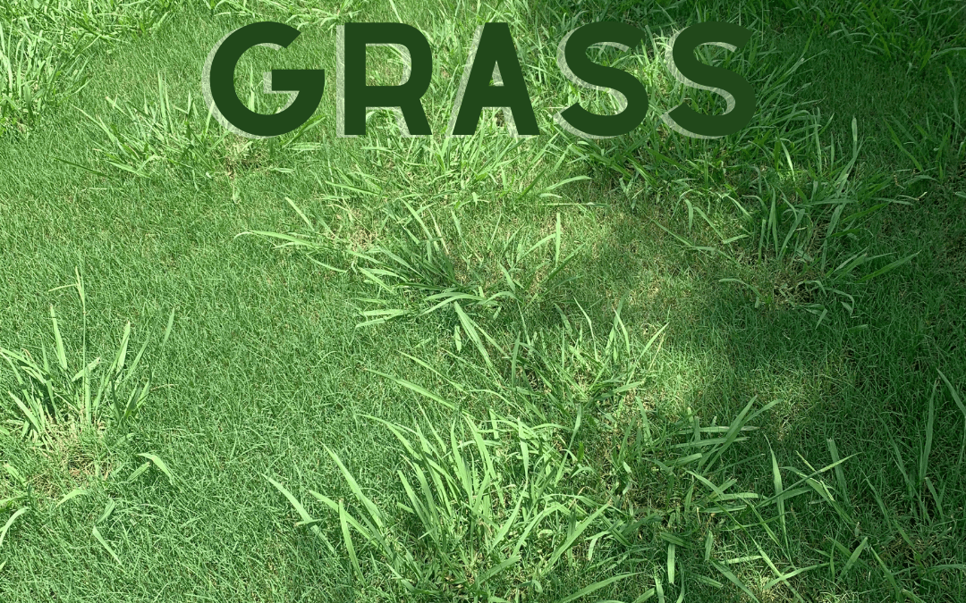 How To Get Rid Of Dallisgrass