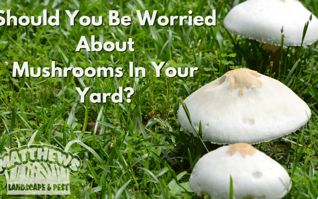 Should You Be Worried About Mushrooms In Your Yard?