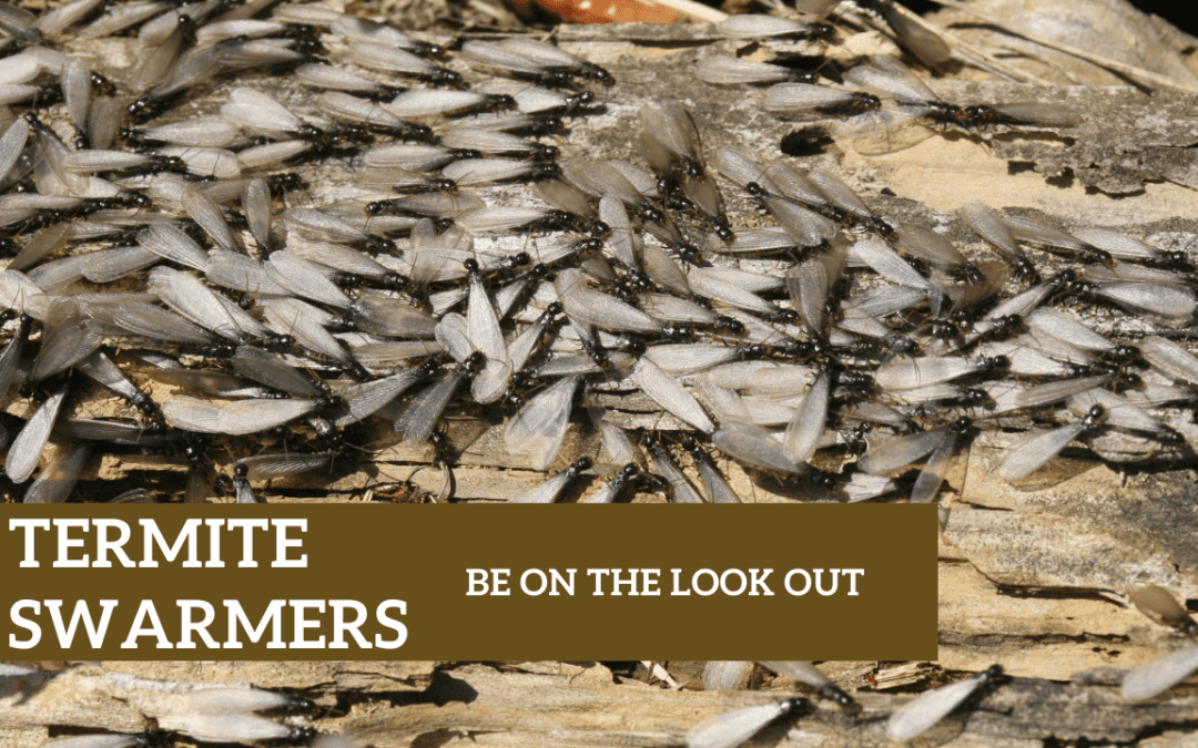 Termite Swarmers: Be On The Look Out