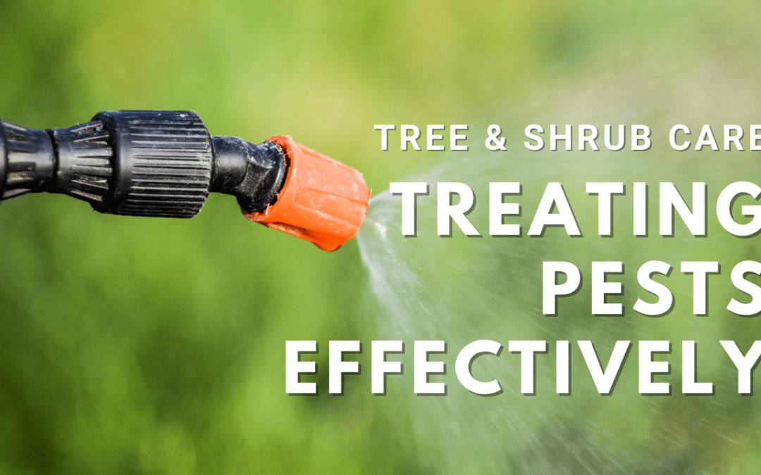 Tree & Shrub Care: Treating Pests Effectively