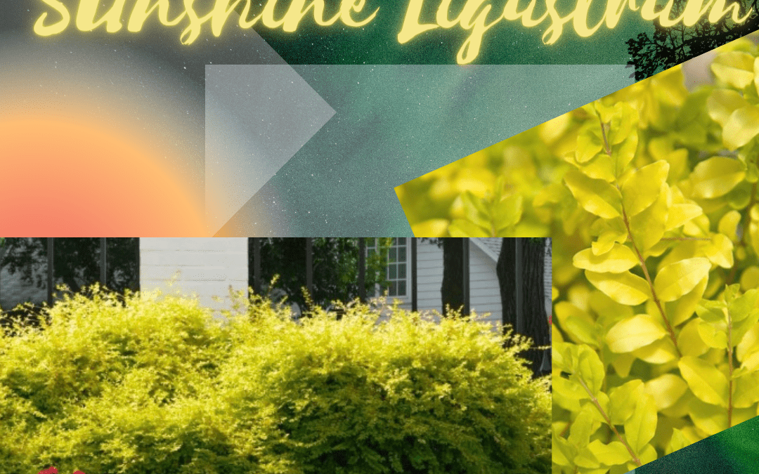 Plant of the week: Sunshine Ligustrum