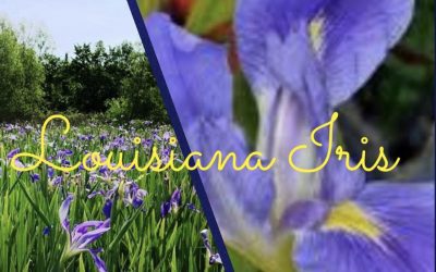 Louisiana Iris! Now is the time to divide and plant!