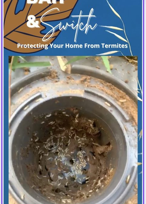 Bait & Switch: Protecting Your Home From Termites