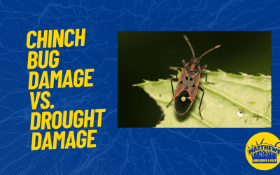 Chinch Bug Damage Vs. Drought Damage