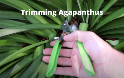 Trimming Agapanthus