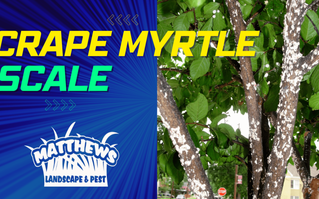 Crape Myrtle Scale