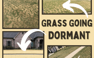 Grass Going Dormant