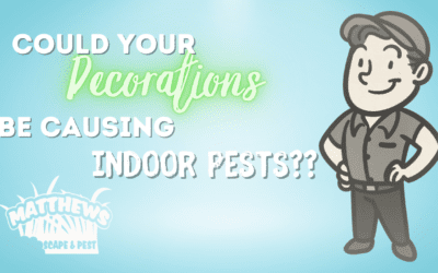 Could Your Decorations Be Causing Indoor Pests?