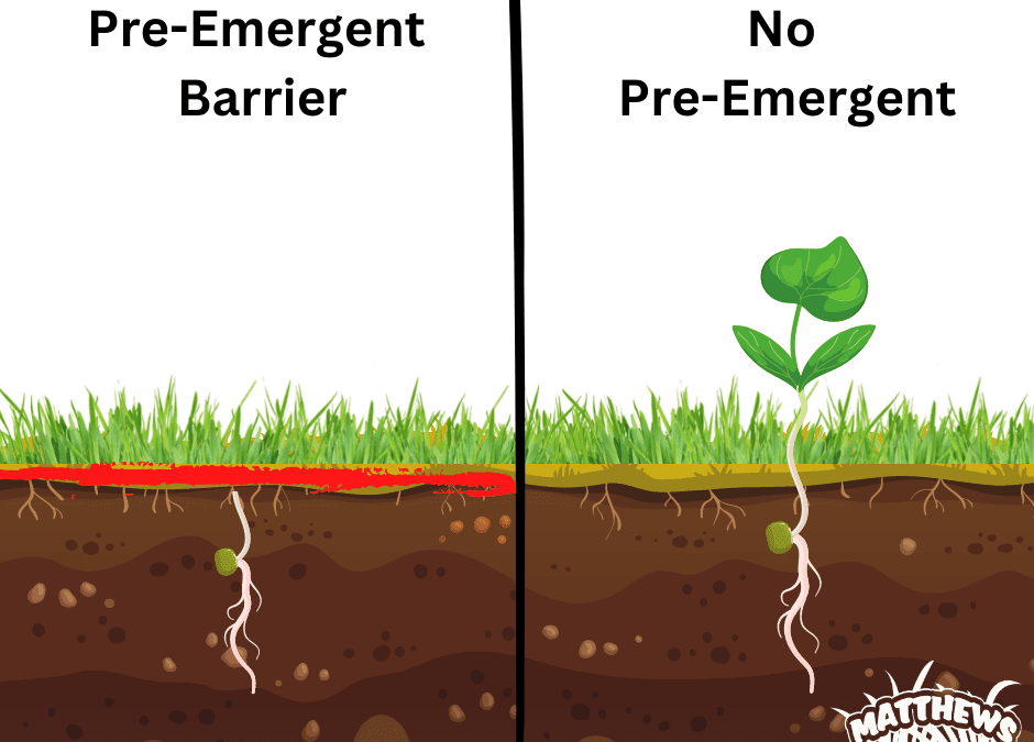 What Is The Difference Between Pre-emergents and Broadleaf Herbicides