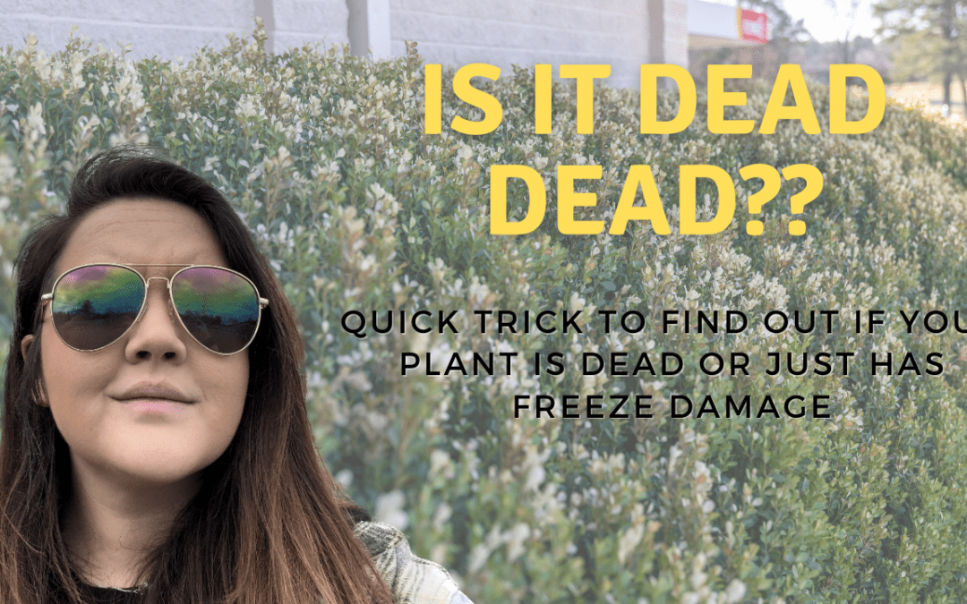 Is It Dead Dead A Quick Trick For Those Questionable Plants