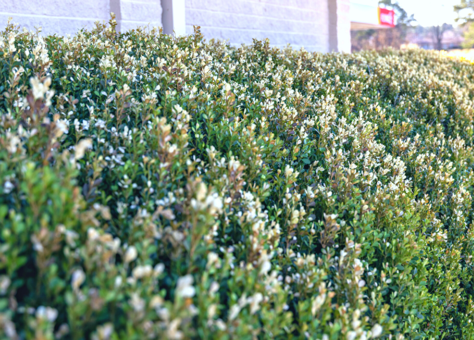 Here’s An Example Of Freeze Damage On A Shrub
