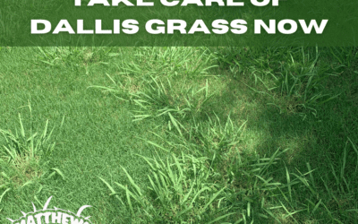 Take Care Of Dallis Grass Now