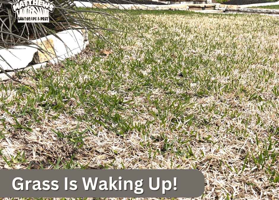 Grass Is Waking Up