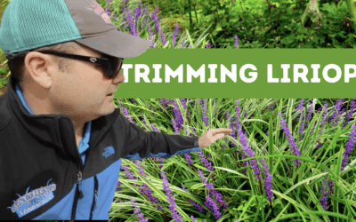 Trimming Liriope