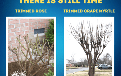 There Is Still Time TO Trim Roses And Crape Myrtles!