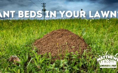Ant Beds In Your Lawn?