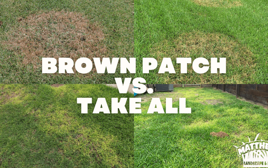 Fungus: Brown Patch vs. Take All