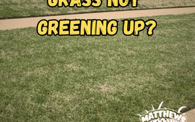 Grass Not Greening Up?