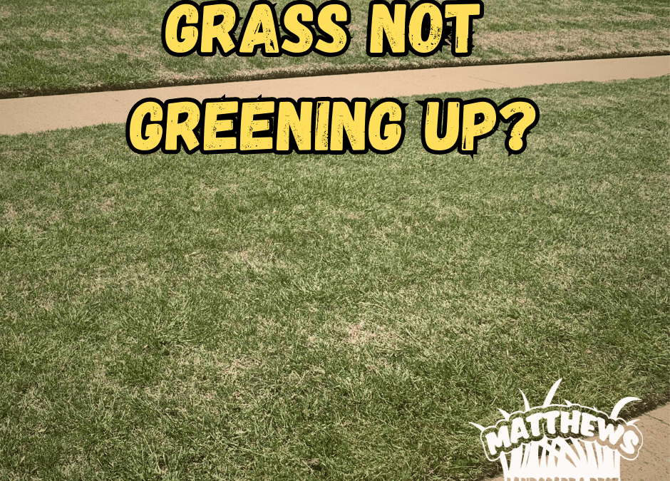 Grass Not Greening Up?
