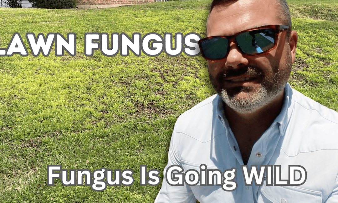 Fungus Is Going WILD