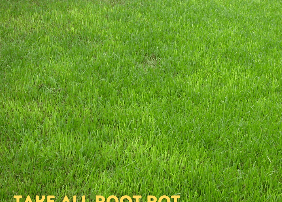 Take All Root Rot