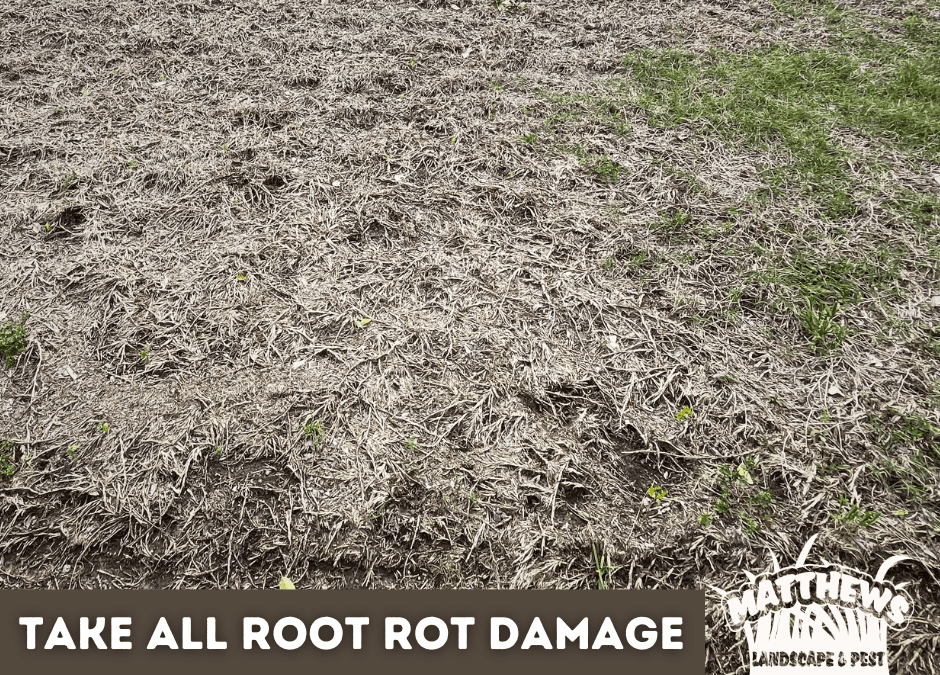 A Look At Take-All Root Rot Damage