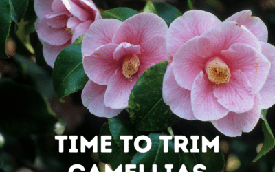 Time To Trim Camellias!
