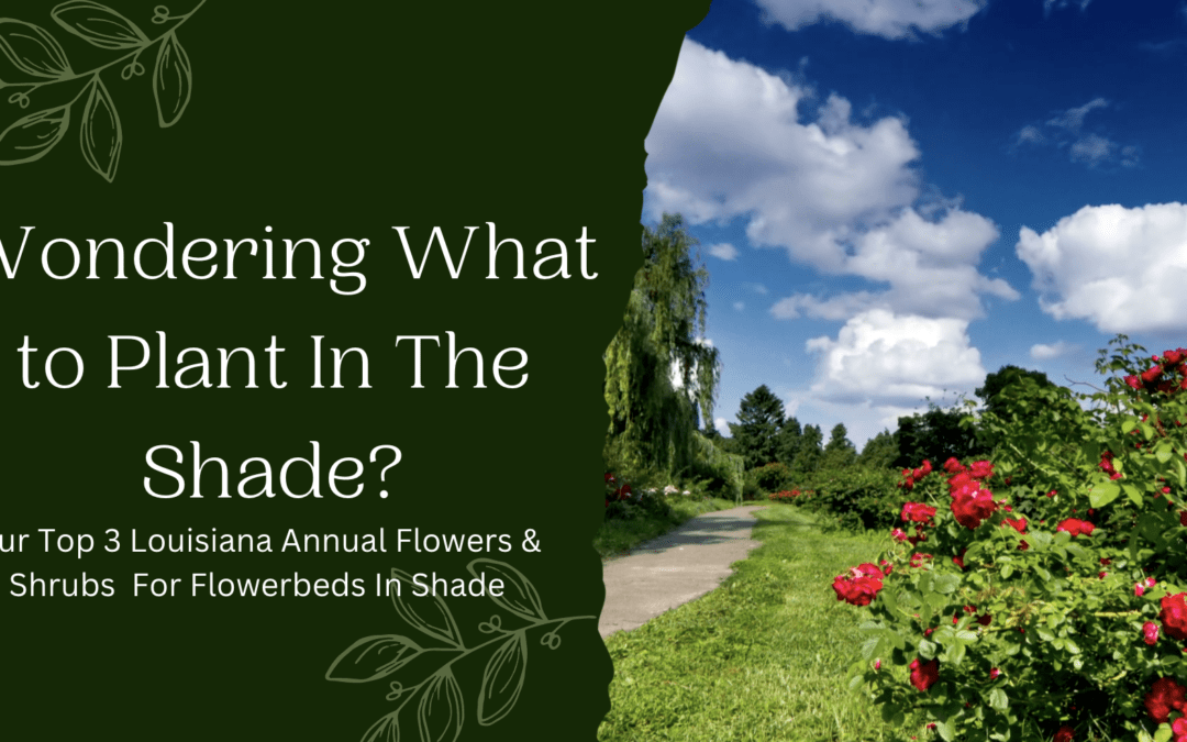 Wondering What To Plant In The Shade?