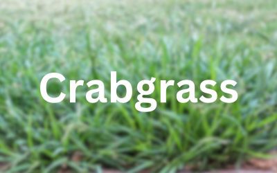 Crabgrass is Taking Over