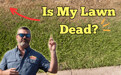 Is My Lawn Dead?