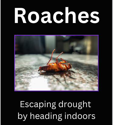 Roaches, A Year-Round Invader