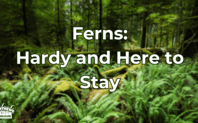 Ferns: Hardy and Here to Stay