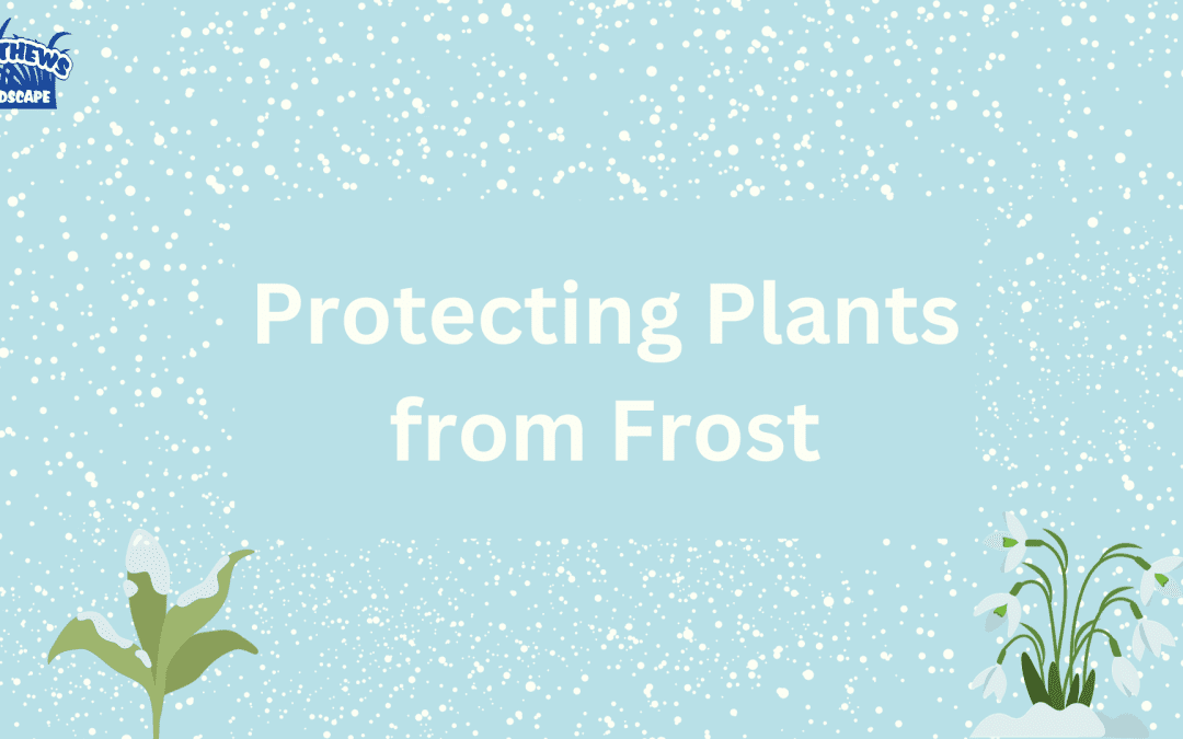 Keep Your Plants Safe in the Cold