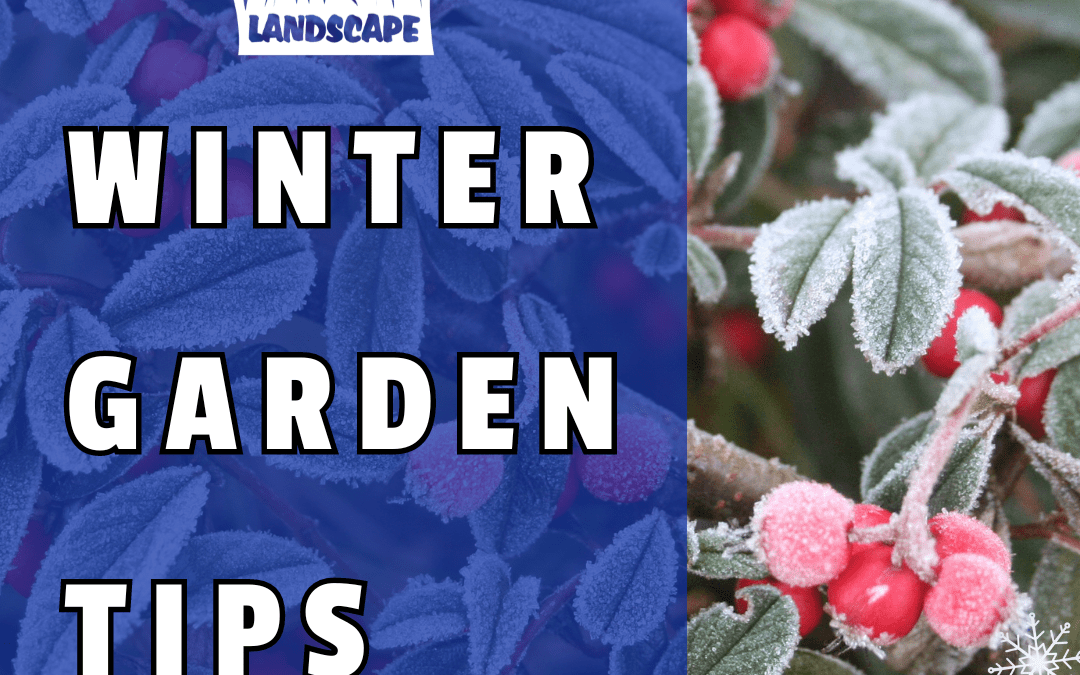Winter Gardening Tips