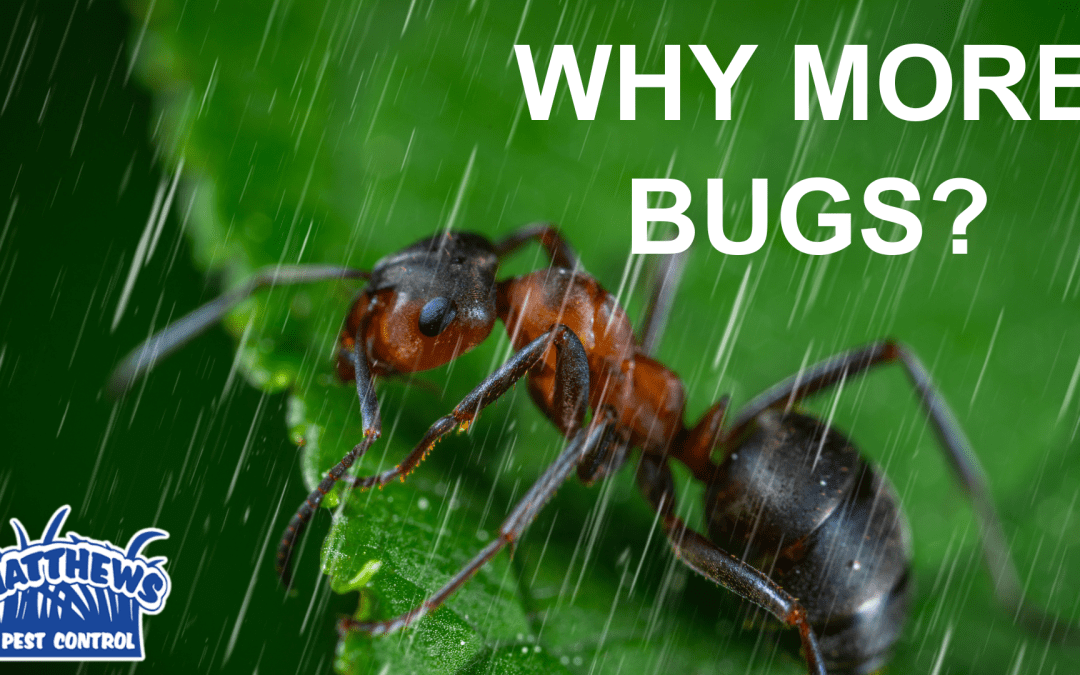 Why are Bugs More Active When It Rains?