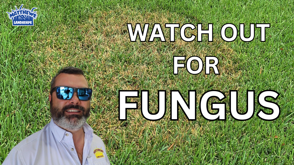 Be on the Lookout For Lawn Fungus