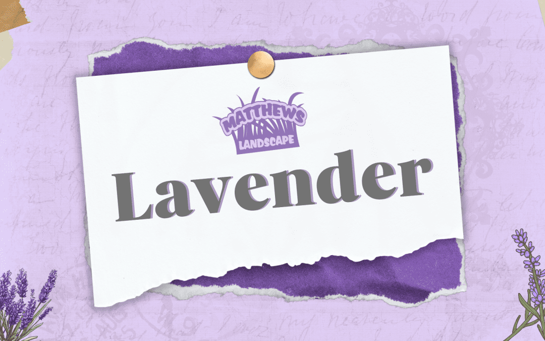 Caring For Lavender