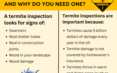 What is a Termite Inspection and Why Might You Need One?