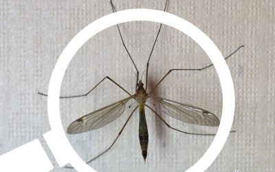What Should I Do About Mosquito Hawks?