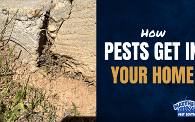 How Pests Get in Your Home