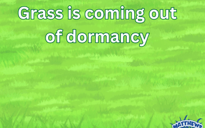 Grass is Coming Out of Dormancy