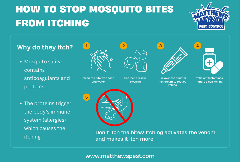 How To Deal With Mosquito Bites