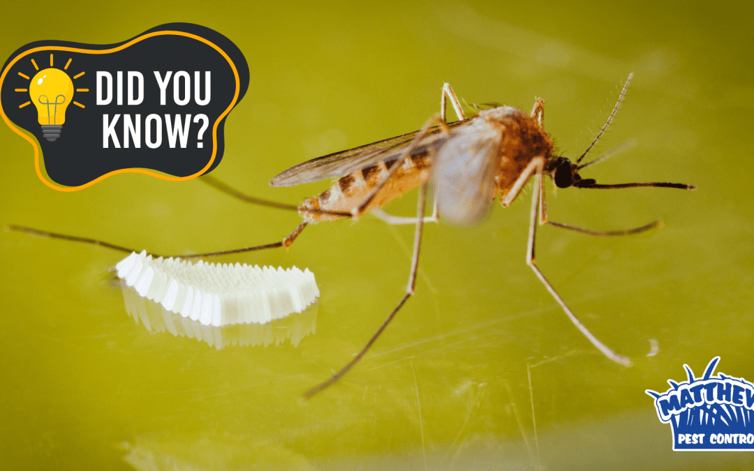 What You Should Know About Mosquitos