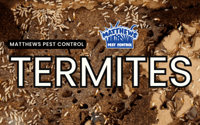 What to Know About Termites