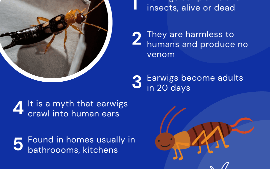 Facts About Earwigs