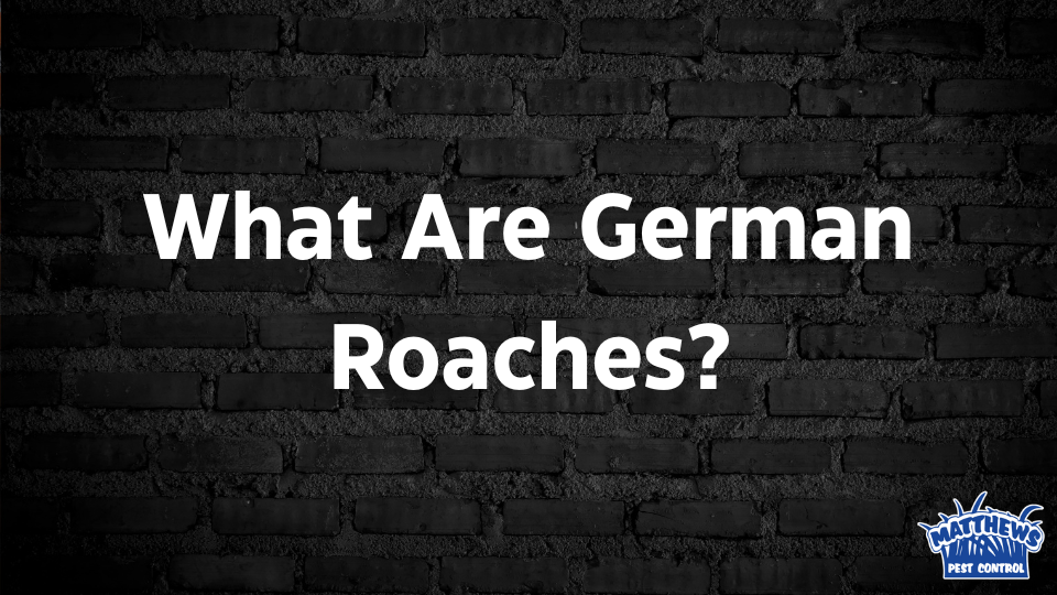 What Are German Roaches?